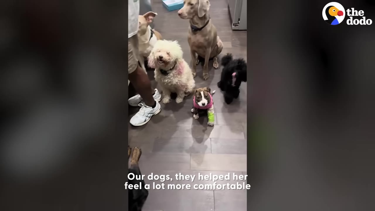 A small brown and white puppy wearing a pink shirt and a green cast on its front leg sits on a grey floor surrounded by four other dogs of various breeds and sizes.