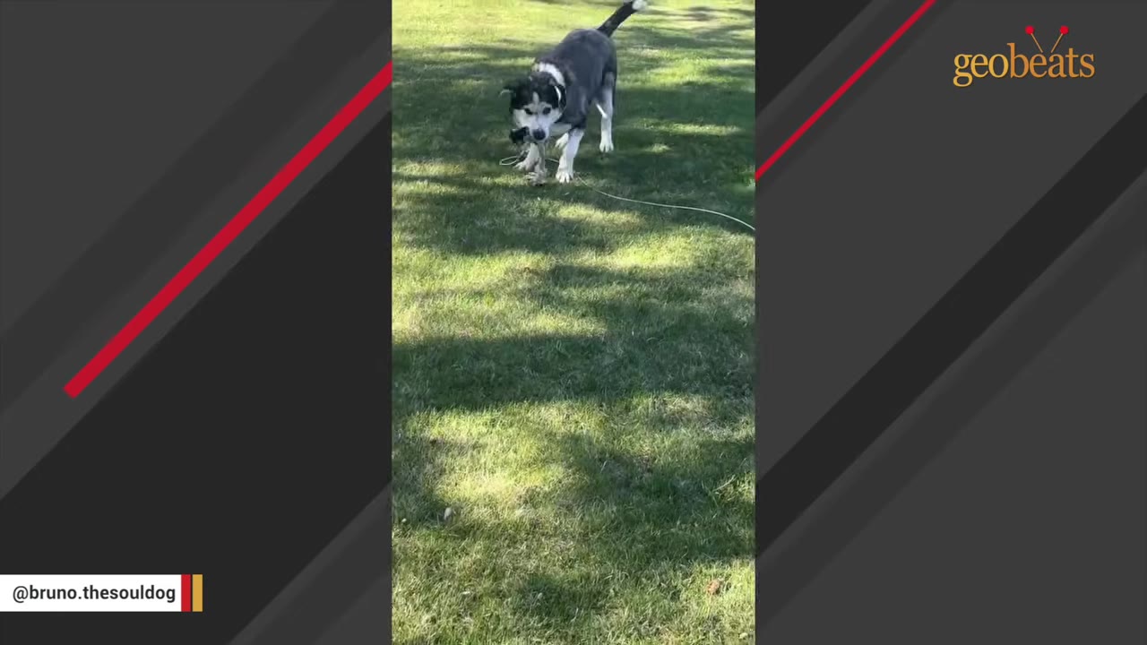 A black and white dog stands on a grassy lawn holding a rope toy in its mouth.