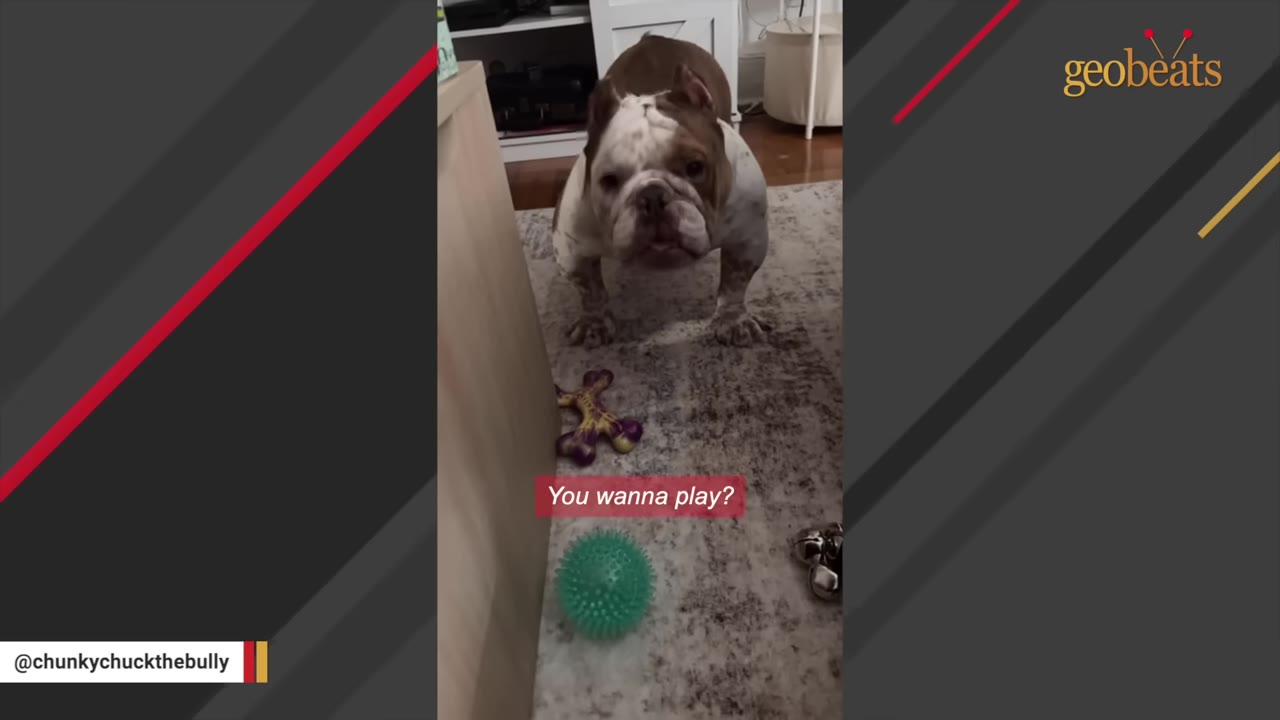A brown and white bulldog stands on a rug, staring uncertainly at a green spiky ball and a purple toy on the floor in front of him.