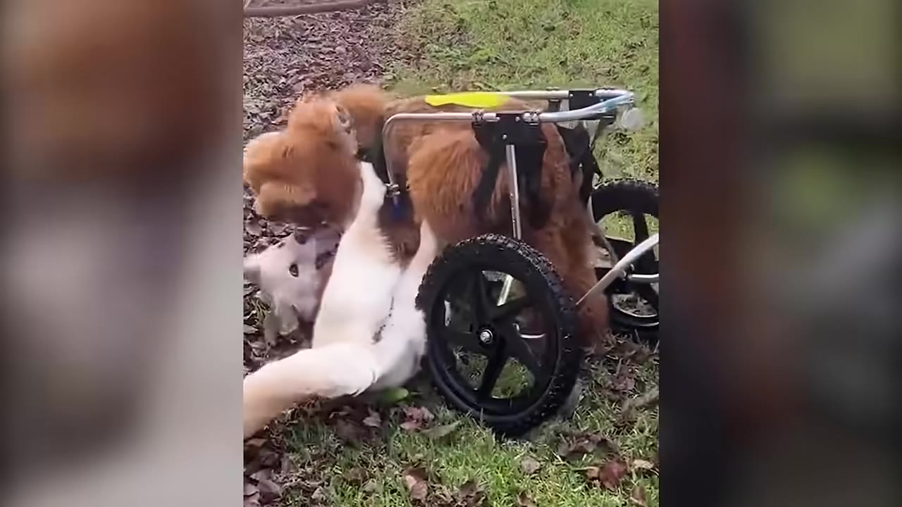 A brown dog in a wheeled cart plays playfully on the grass with a white dog lying on its back.
