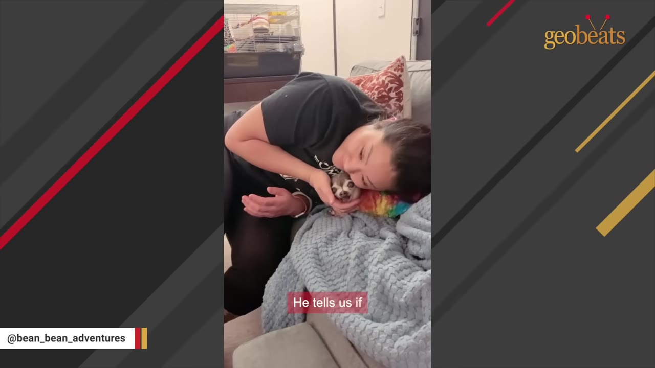 A woman gently cradles a small chihuahua's head in her hand while resting her cheek against him on a couch.