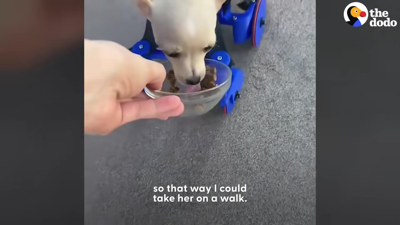 A small chihuahua puppy in a blue wheeled cart eating food from a glass bowl held by a person.