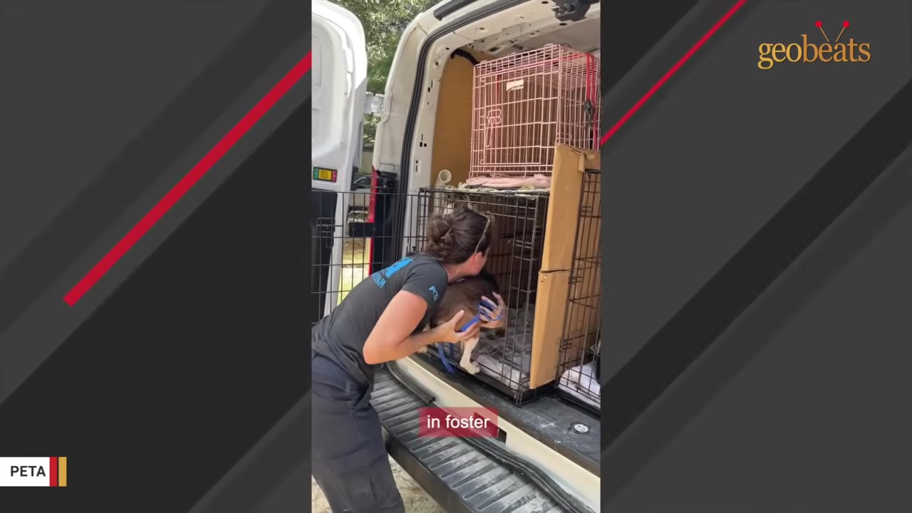 A PETA animal rescue team member gently leans into a crate in the back of a white van to handle a small brown and white dog.