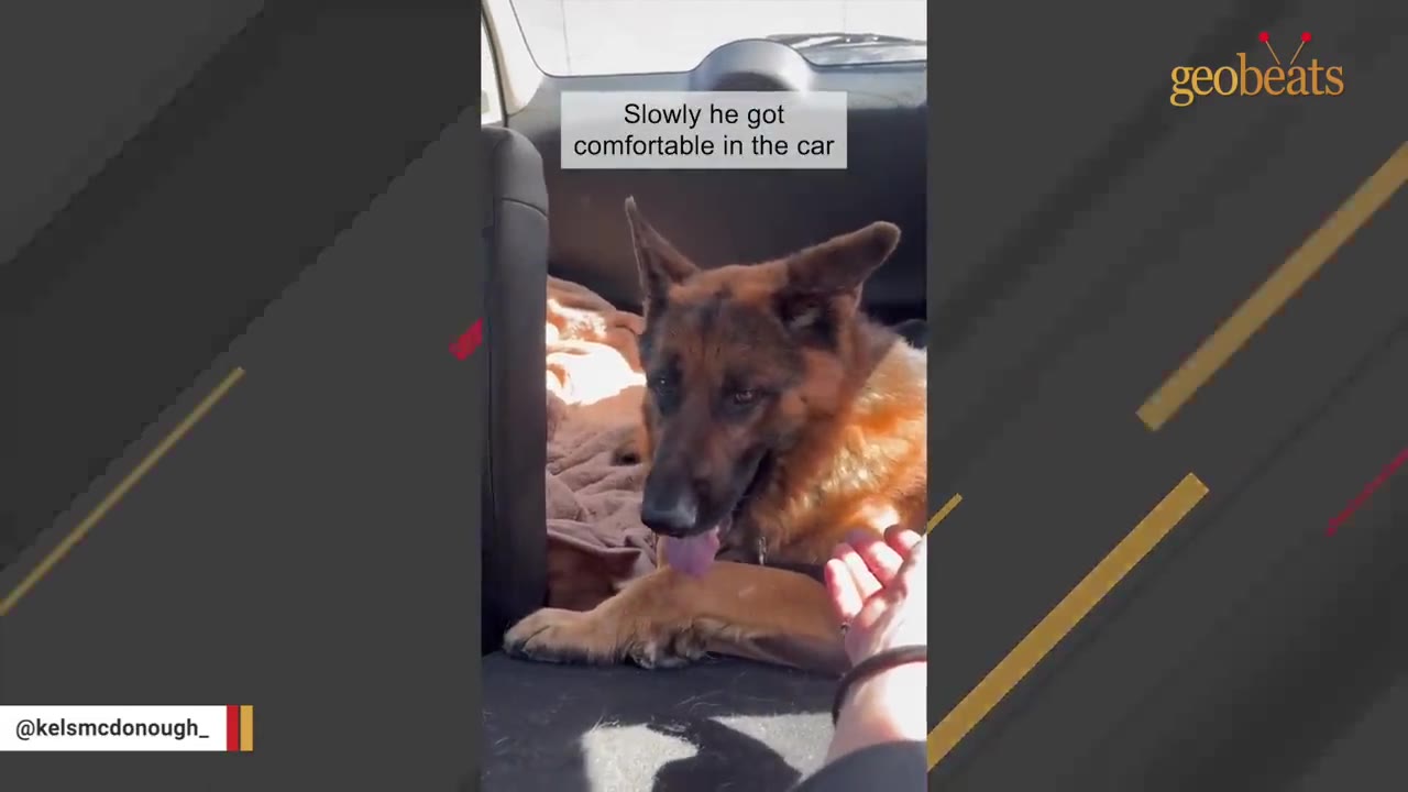 A German Shepherd dog lies down in the back of a car, looking calmly toward an outstretched hand.