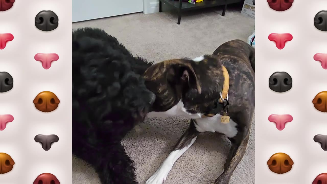 A black fluffy dog and a brindle and white dog sniff each other's noses while lying on a carpeted floor.