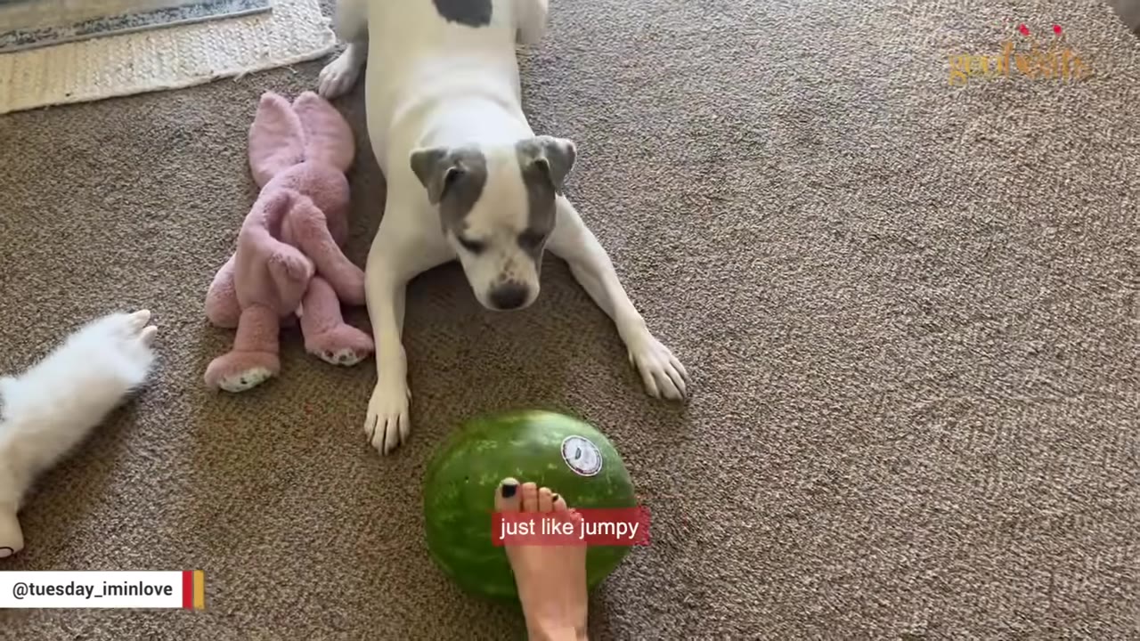 A white dog with grey patches on its head lies on a carpeted floor, looking down at a whole green watermelon with a person's foot resting on top of it.