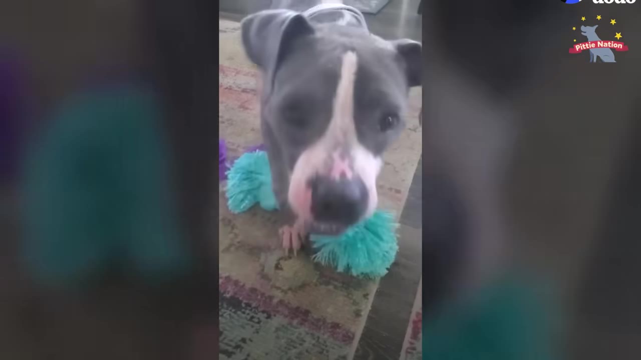 A grey and white dog with a pink nose looks directly at the camera while standing on a rug next to a bright blue toy.