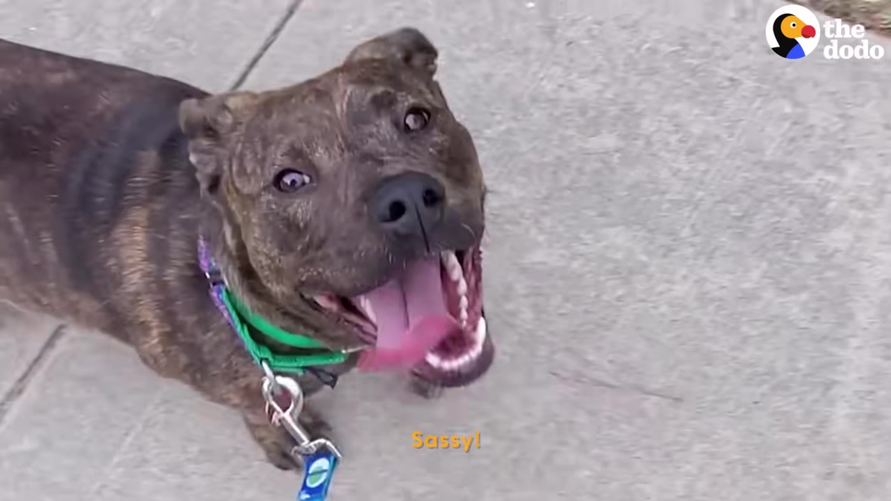 A happy brindle dog wearing a green collar and leash looks up at the camera with an open mouth and tongue out while standing on a concrete sidewalk.