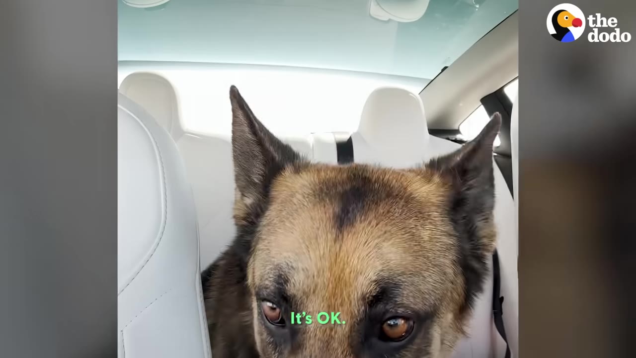 A close-up of a German Shepherd looking down with anxious eyes in the back seat of a car.