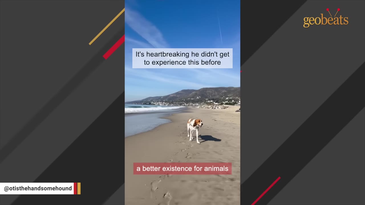 A brown and white hound dog walks along a sandy beach under a blue sky with mountains in the distance.