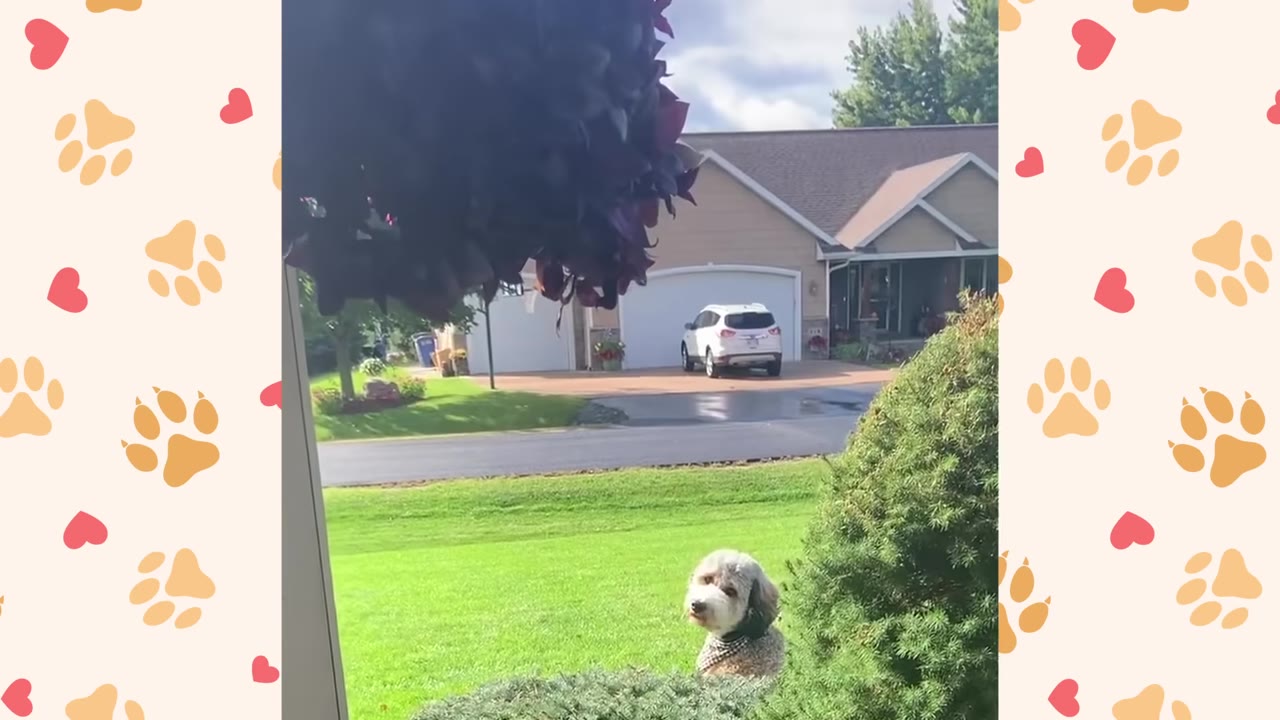 A fluffy dog sits on a green lawn, looking alertly towards the street in front of a suburban house.