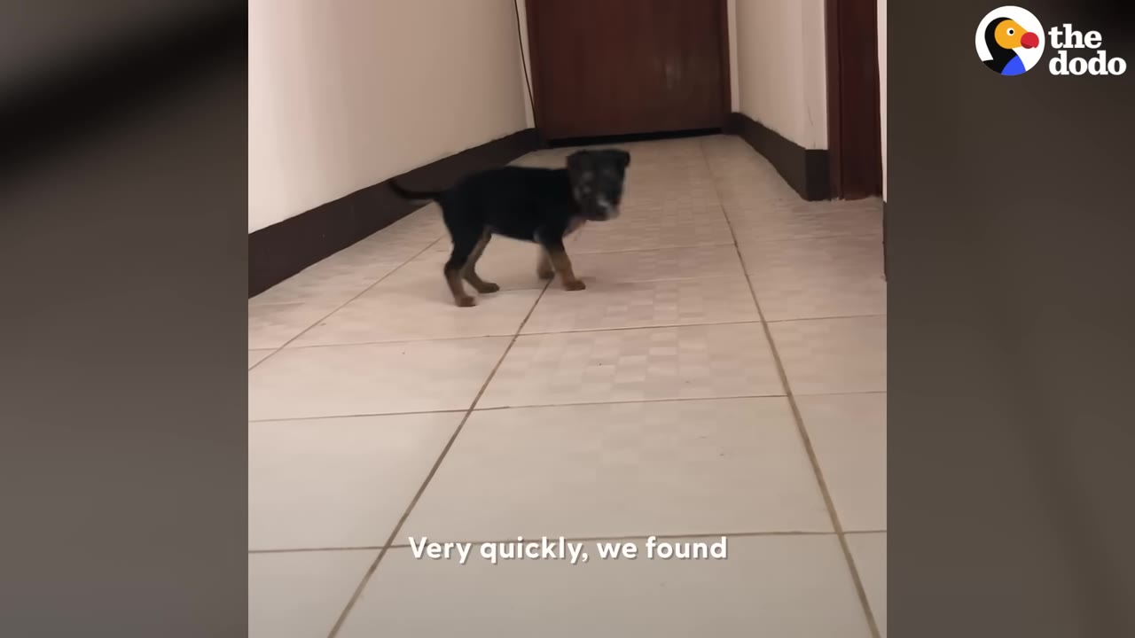 A small black and tan puppy stands on a tiled floor in a hallway, looking towards the camera.