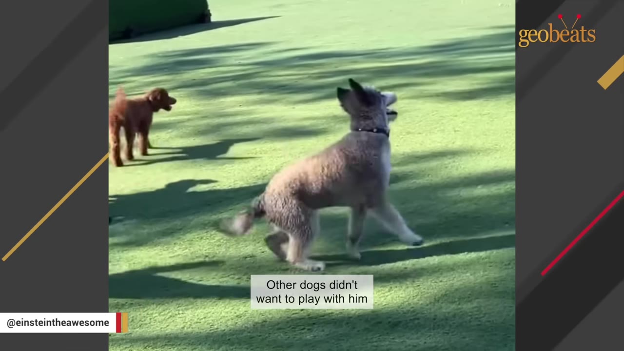 A fluffy grey dog runs on a green lawn at a dog park, looking towards another dog in the distance.