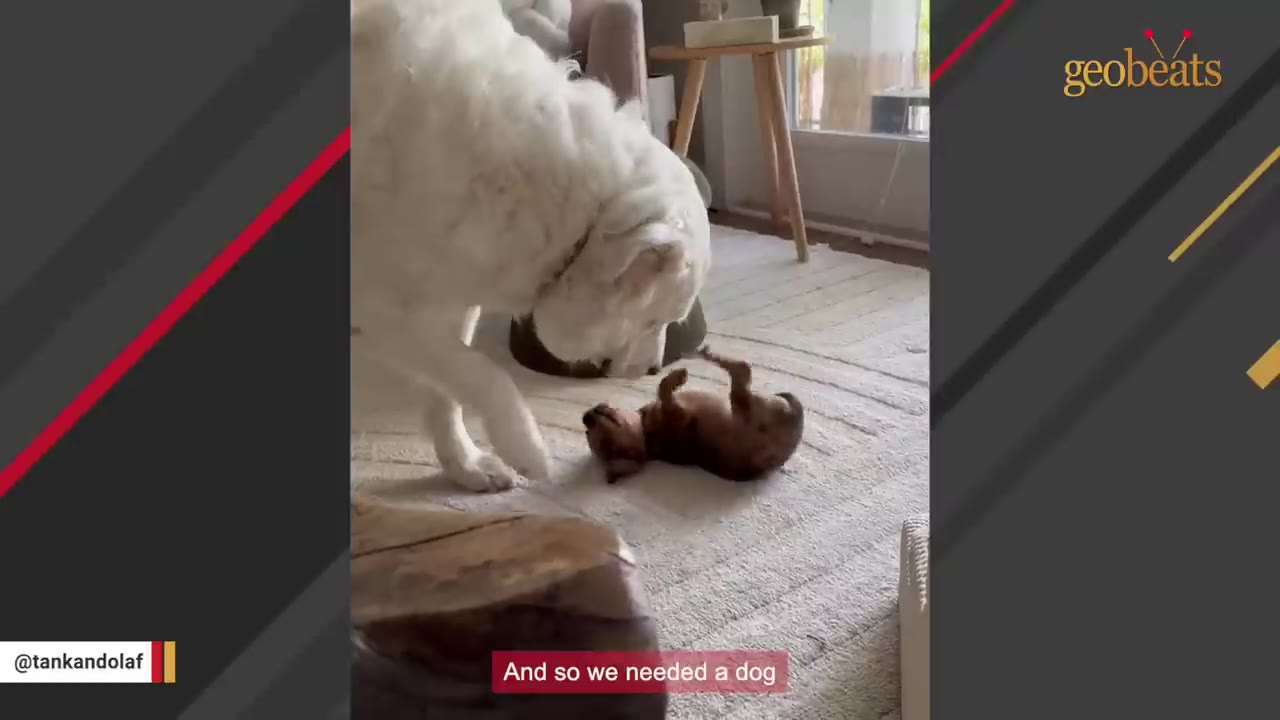 A large white dog stands over a tiny brown dachshund puppy lying on its back on a rug.