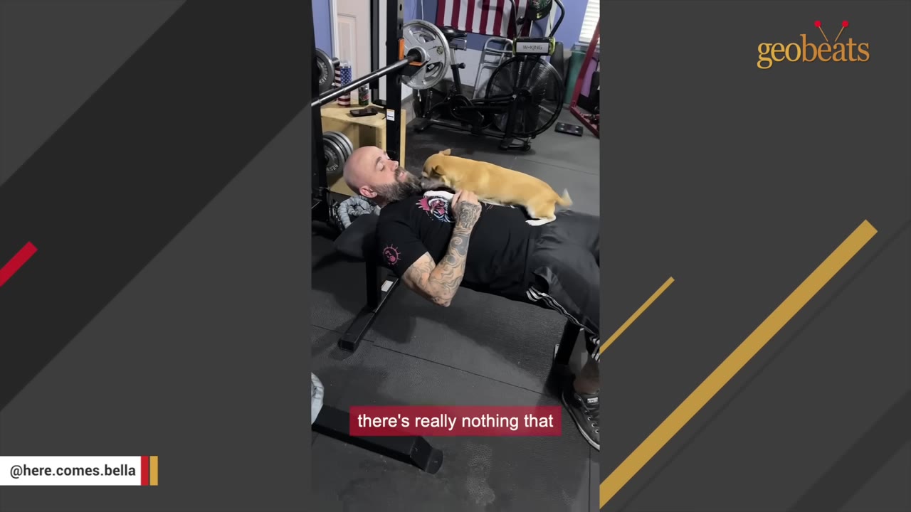 A small tan dog stands on the chest of a tattooed man lying on a weight bench in a home gym.