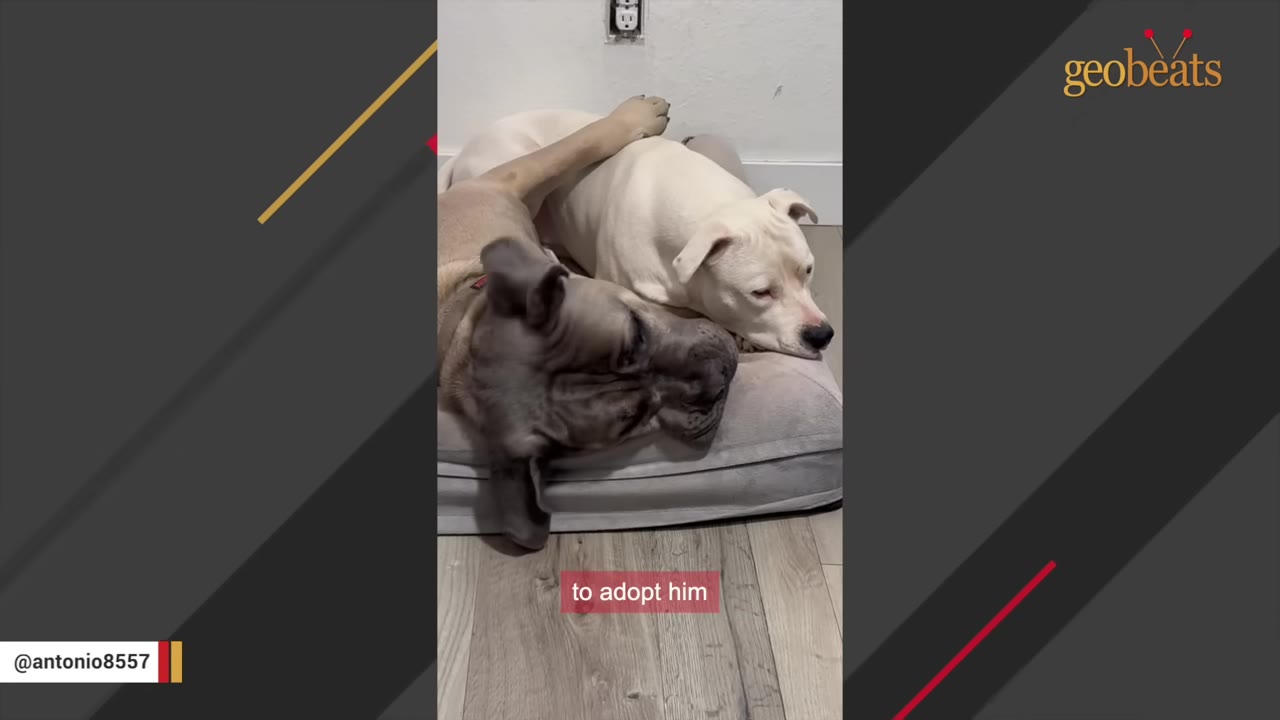 A large grey dog and a white dog lying together comfortably on a grey dog bed.