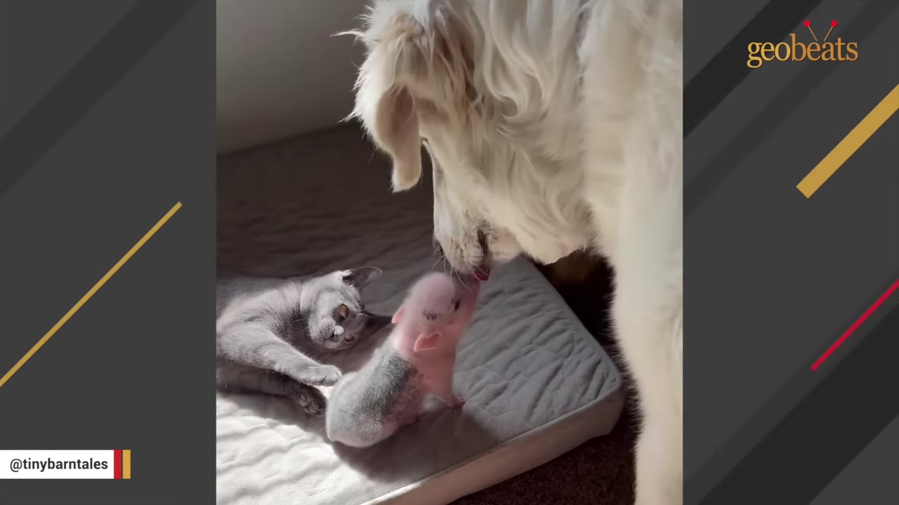 A small pink and grey piglet stands on a grey pet bed next to a grey cat, while a large white dog leans down to sniff the piglet.