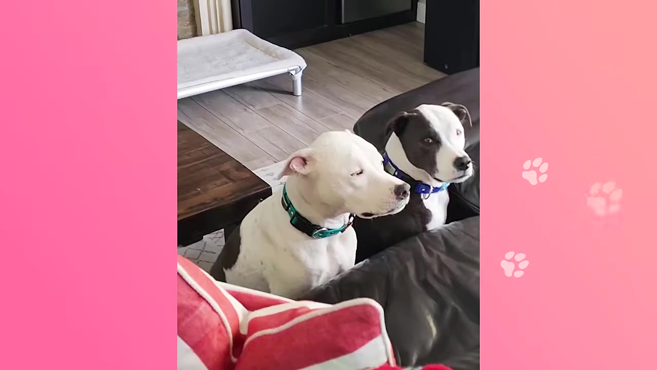 A white dog with a green collar and a black and white dog with a blue collar sit side-by-side on a dark couch.