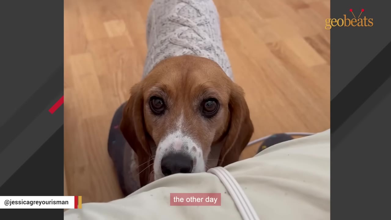 A close-up shot of a beagle wearing a grey knit sweater, looking up with wide, expressive eyes at a person.
