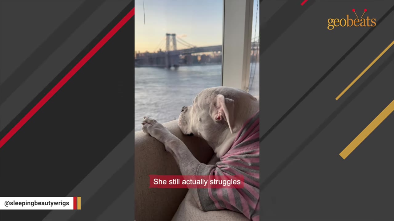 A white dog wearing a pink and grey striped shirt looks out a window overlooking a river and a large bridge.
