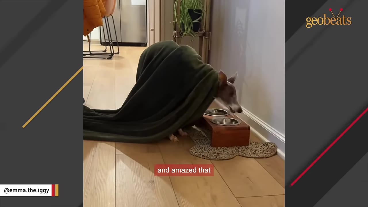 A small greyhound dog draped in a dark green blanket, looking like a shell or a Roomba, with its head peeking out near its food bowls on a wooden floor.