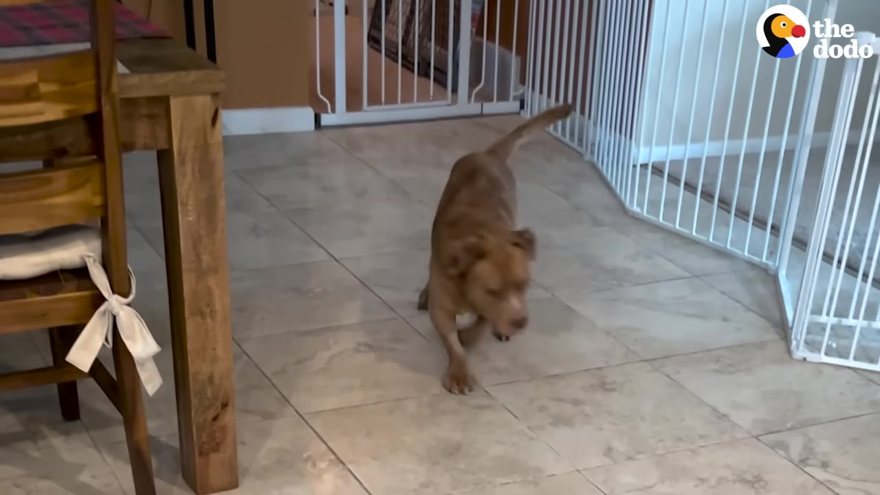 A brown dog walks across a tiled floor inside a house, navigating past a wooden table and a white pet gate.