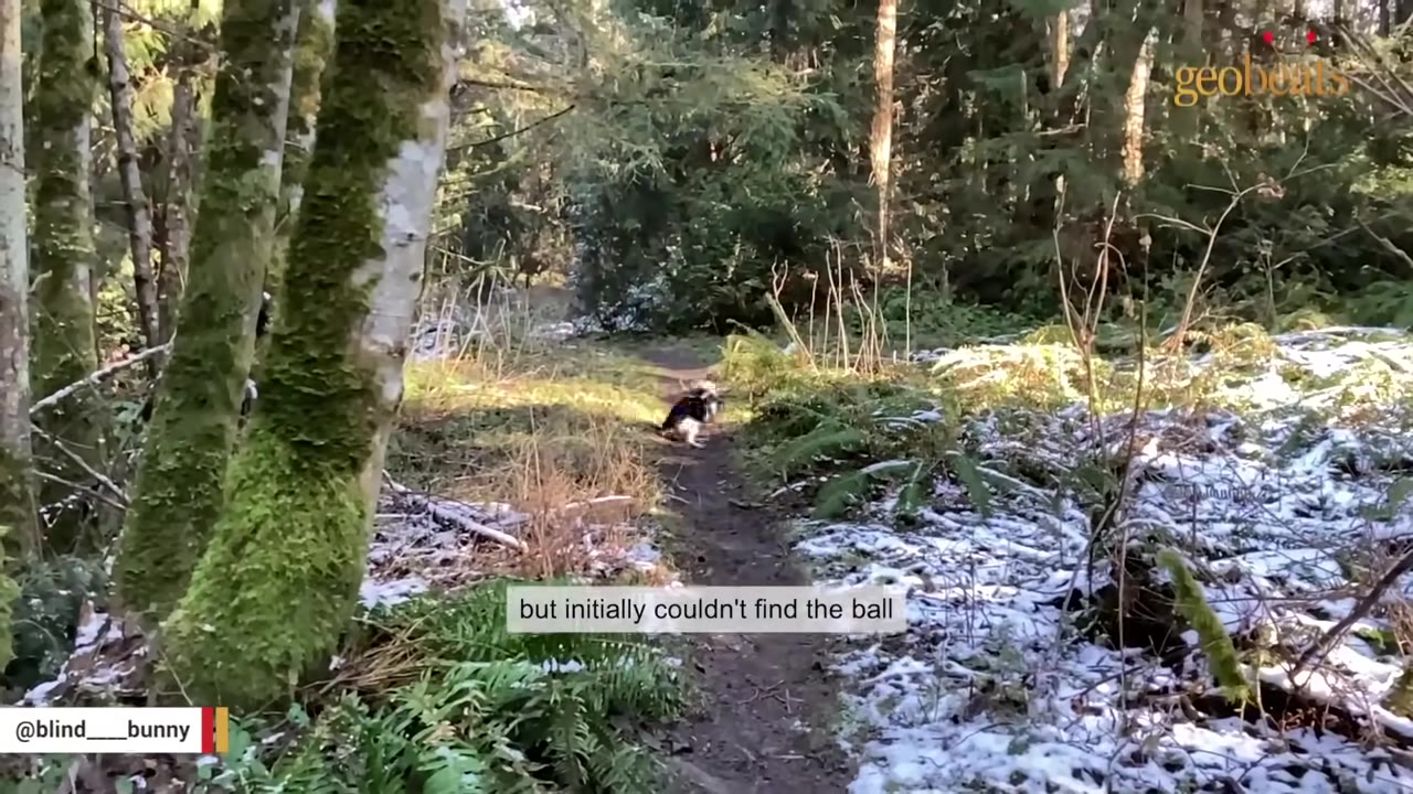 A black and white dog stands on a dirt path in a wooded forest area with patches of snow on the ground.
