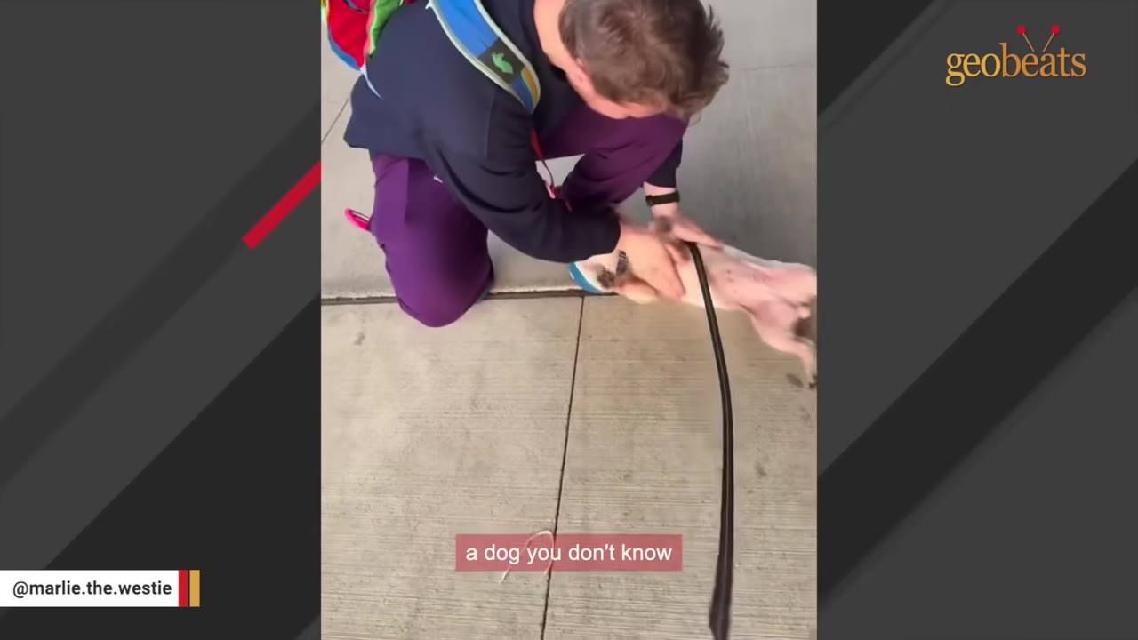 A man in purple pants and a dark jacket kneels on a concrete sidewalk to pet a small, light-colored puppy that has rolled onto its back in excitement.