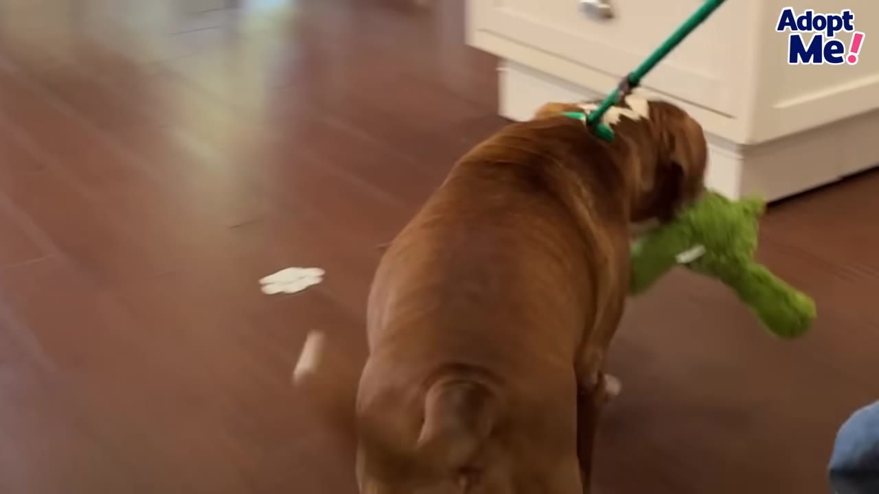 A brown and white dog seen from behind walks on a leash with a green plush toy in its mouth.