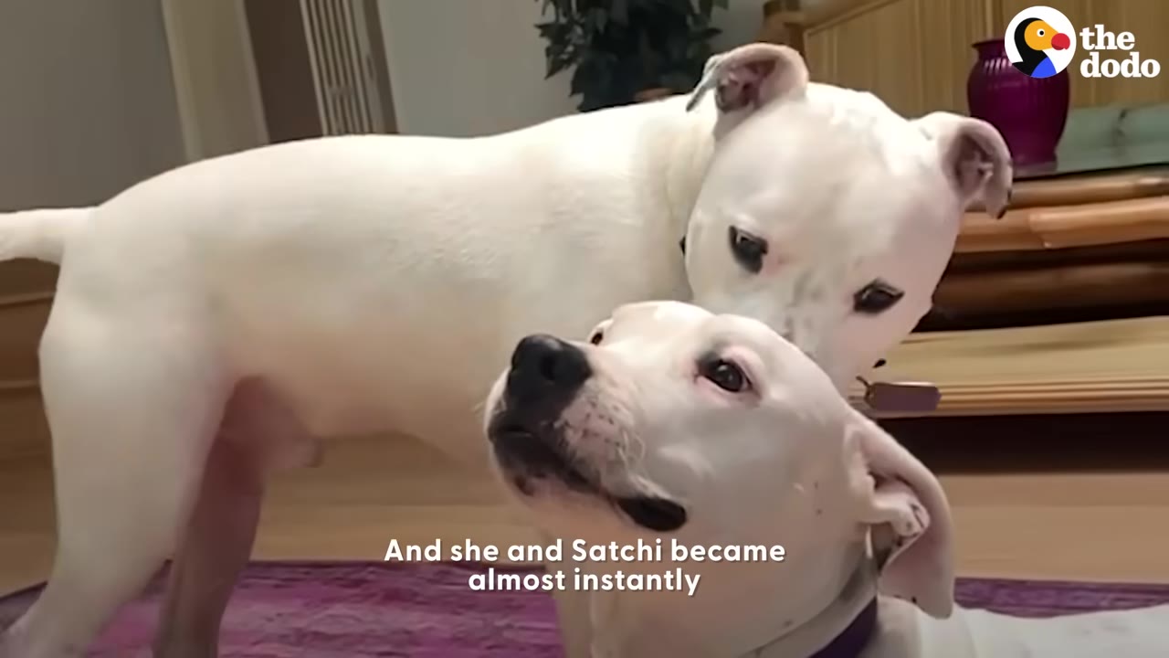 Two white dogs interacting indoors, with one standing and leaning over the other who is looking up.