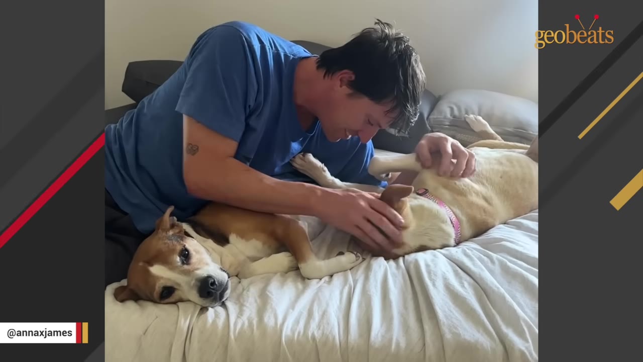 A man in a blue t-shirt smiles as he pets two dogs lying on a bed with white sheets.
