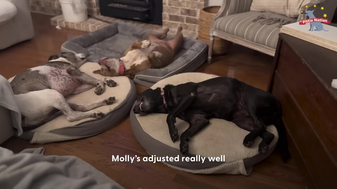 Three dogs sleeping peacefully on separate dog beds in a living room, showing they have adjusted well to living together.