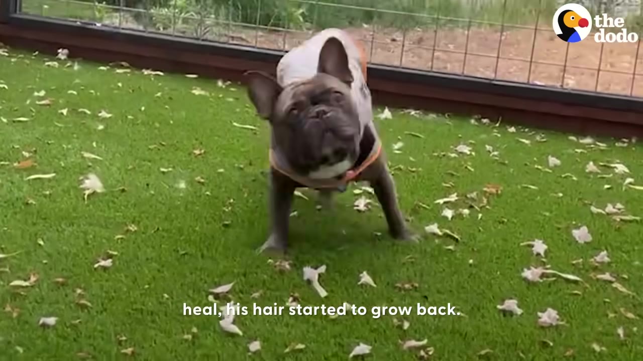 A French bulldog standing on green artificial grass, looking up with a tilted head.