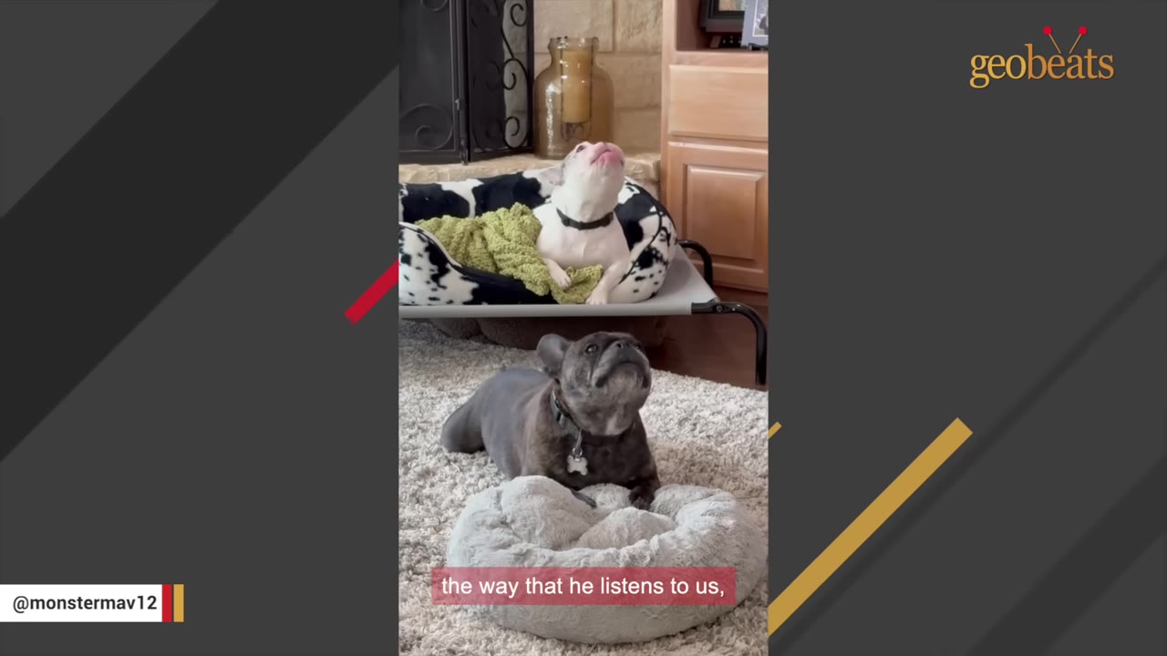 A dark French bulldog lies on a rug looking up attentively next to a plush dog bed, while a white French bulldog sits in a raised bed in the background looking upward.