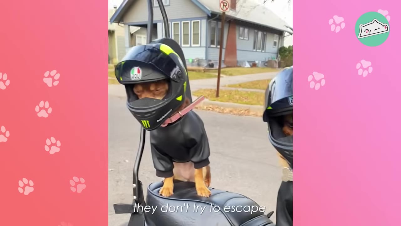 A small brown dog wearing a miniature black motorcycle helmet and a black jacket stands on the seat of a motorcycle.