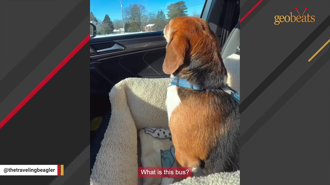 A beagle wearing a blue collar sits in a plush dog bed inside a car, looking out the window at the road.