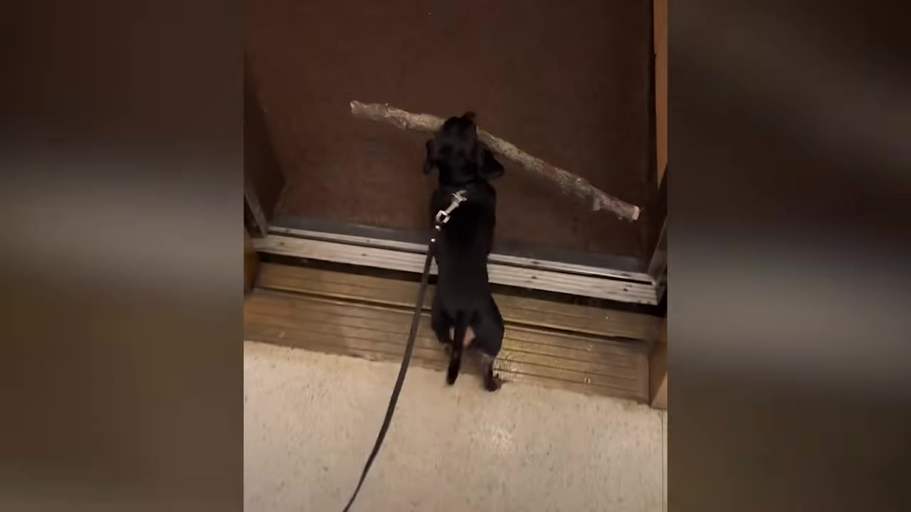 A small black dog on a leash stands at the open threshold of an elevator, holding a long stick horizontally in its mouth.