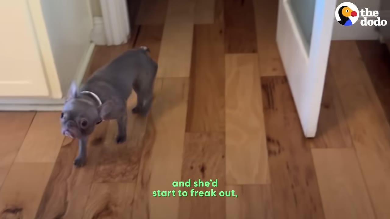 A small grey French bulldog stands hesitantly on a wooden floor near an open doorway.