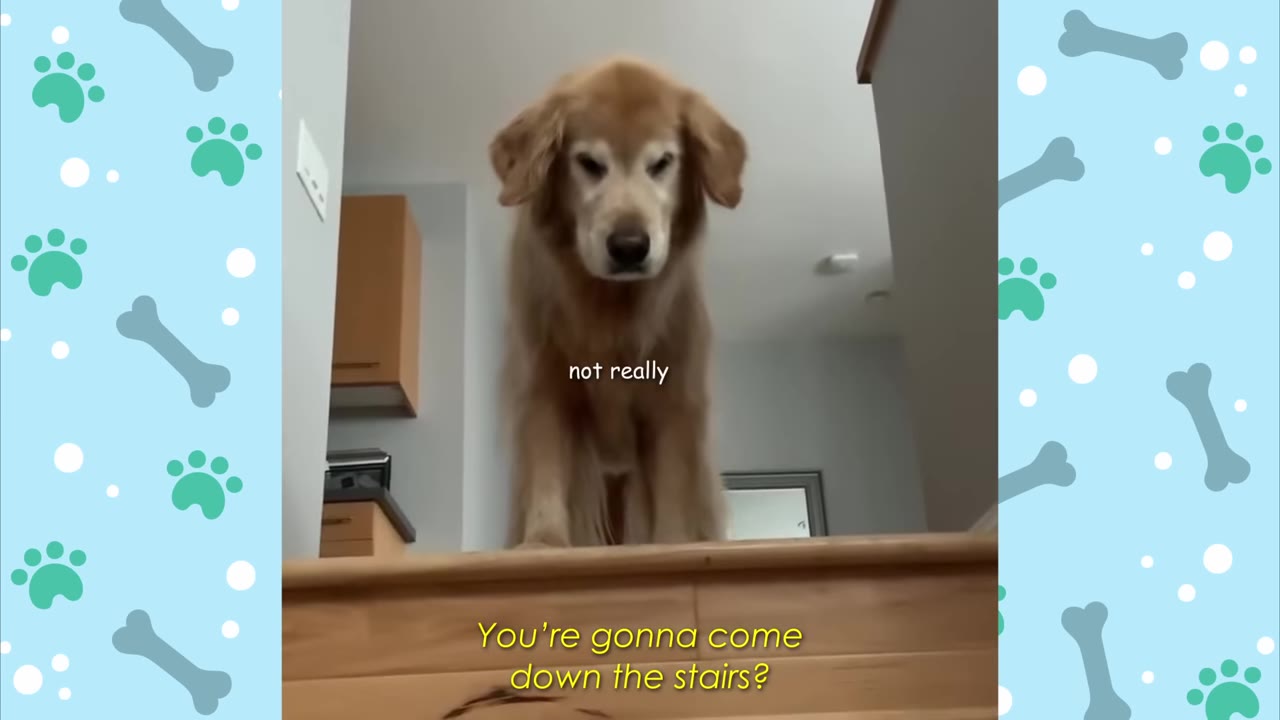 An elderly golden retriever stands hesitantly at the top of a wooden staircase, looking down.