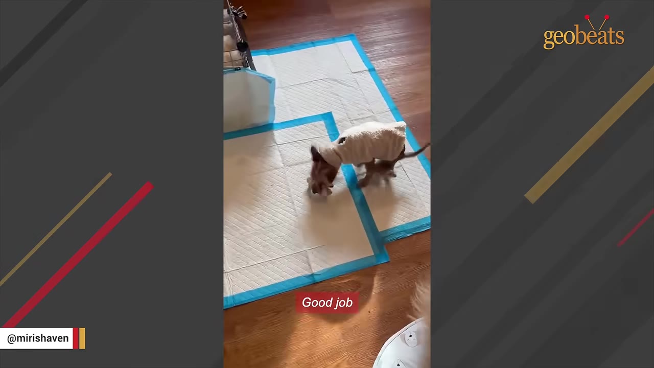A small dog wearing a light-colored sweater stands on a white training pad with blue borders on a wooden floor.