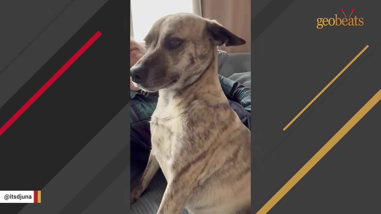 A brindle dog sits protectively on a couch in front of her owner, looking alertly to the side.
