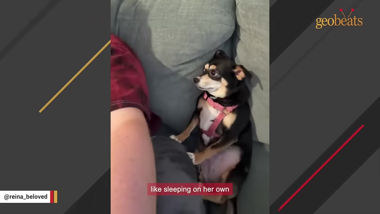 A small black and tan Chihuahua mix wearing a pink harness sits upright on a grey couch next to a person's leg, looking alert.