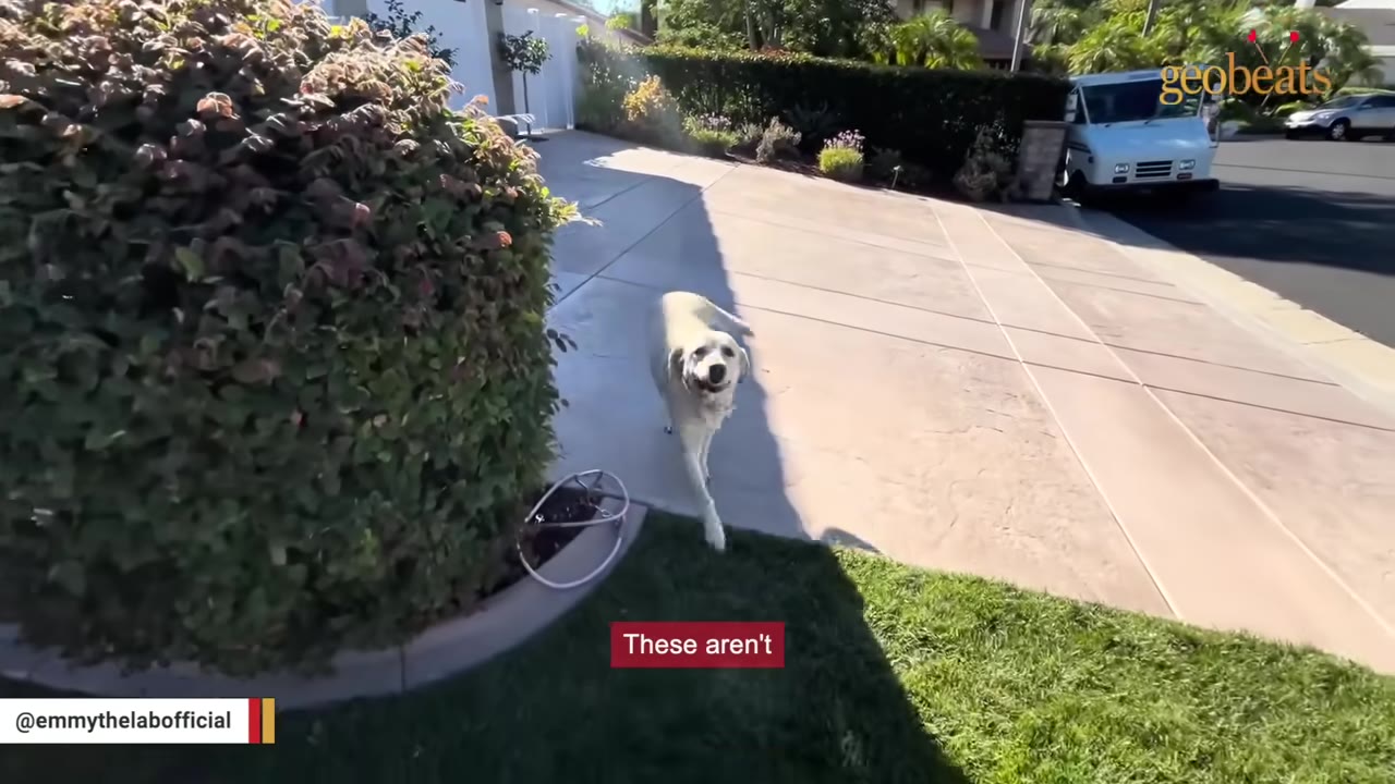 A yellow Labrador retriever walks forward on a concrete driveway next to a green lawn and a large bush.