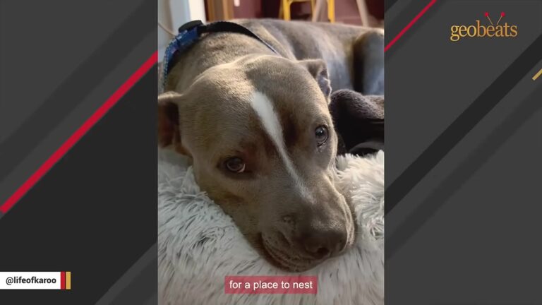 Georgia Dog Keeps Trying To Build Herself A Secret Nest, Then The Vet Makes A Heartbreaking Discovery