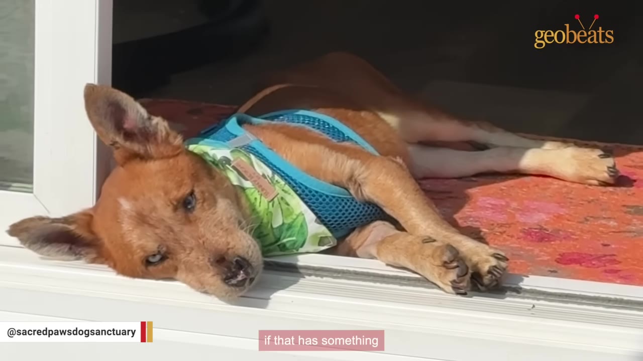 A brown dog wearing a blue and green harness lies on a colorful mat near a doorway, looking directly at the camera with a solemn expression.