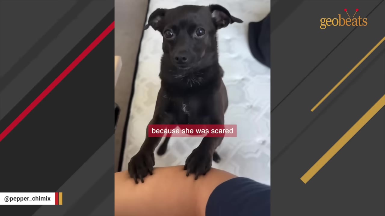A small black dog with wide, anxious eyes rests its front paws on a person's arm, looking directly at the camera.