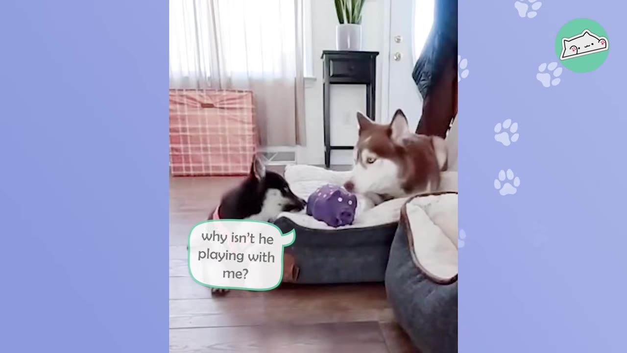 A small black and white husky puppy looks up at a larger reddish-brown husky lying in a dog bed with a purple toy between them.