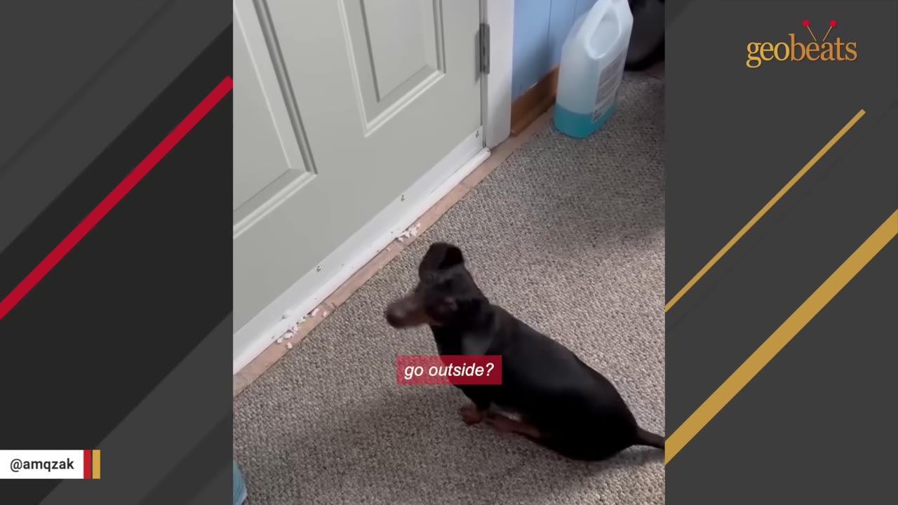 A small black dachshund sitting on a grey carpet next to a white door, looking up expectantly.