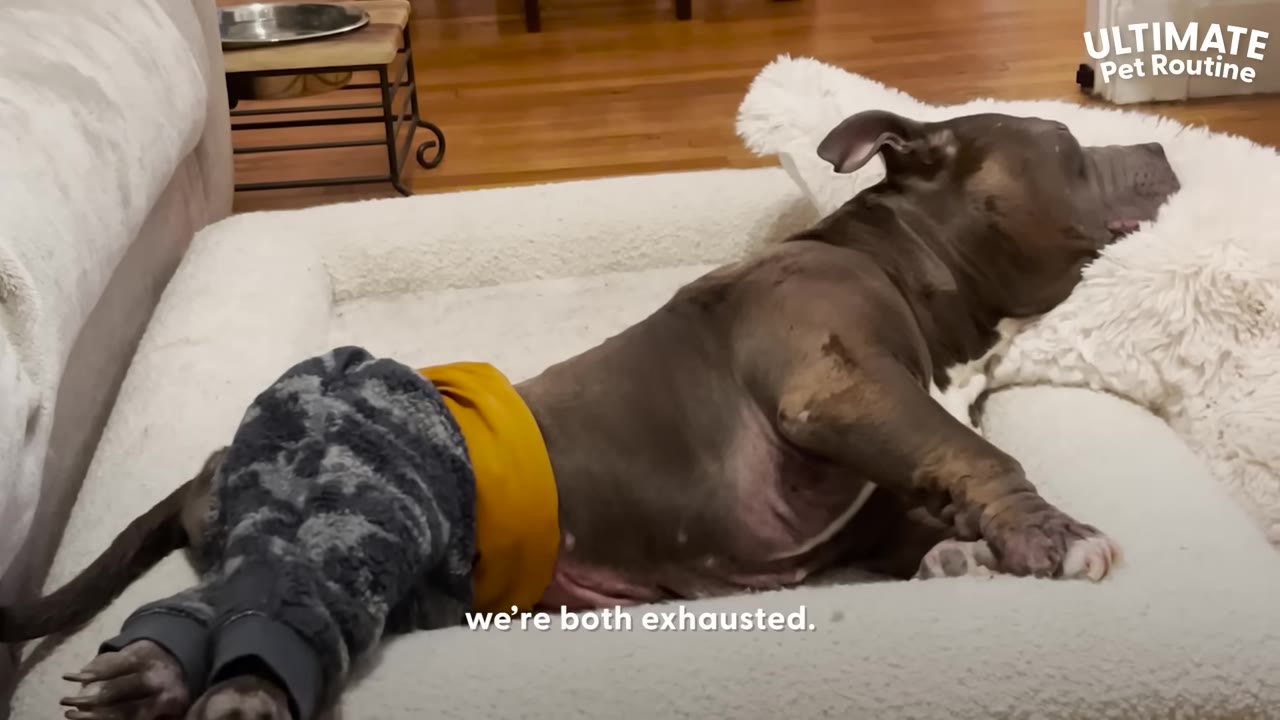 A brown dog wearing fuzzy patterned pajama pants lies exhausted on a large white dog bed.