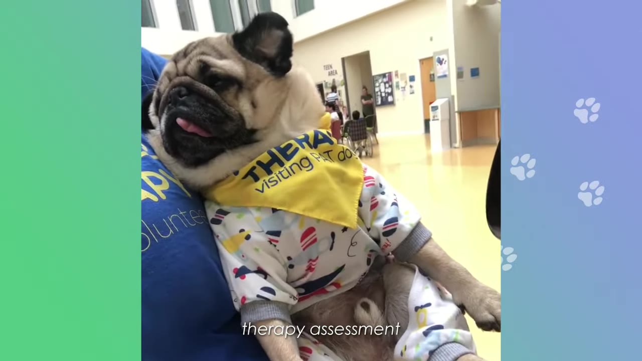 A pug named Alfie wearing a yellow bandana that reads 'THERAPY visiting PAT dog' and patterned pajamas, sitting on a person's lap inside a building with the text 'therapy assessment' overlaid at the bottom.